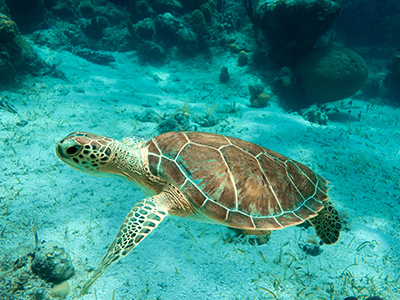 Описание и снимки на пристанище Провиденсиалес, Търкс и Кайкос от круизен маршрут