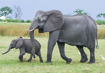 Africa animals