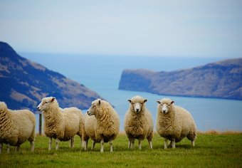 New Zealand animals